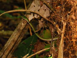 Image of Oliver's Parrot Snake