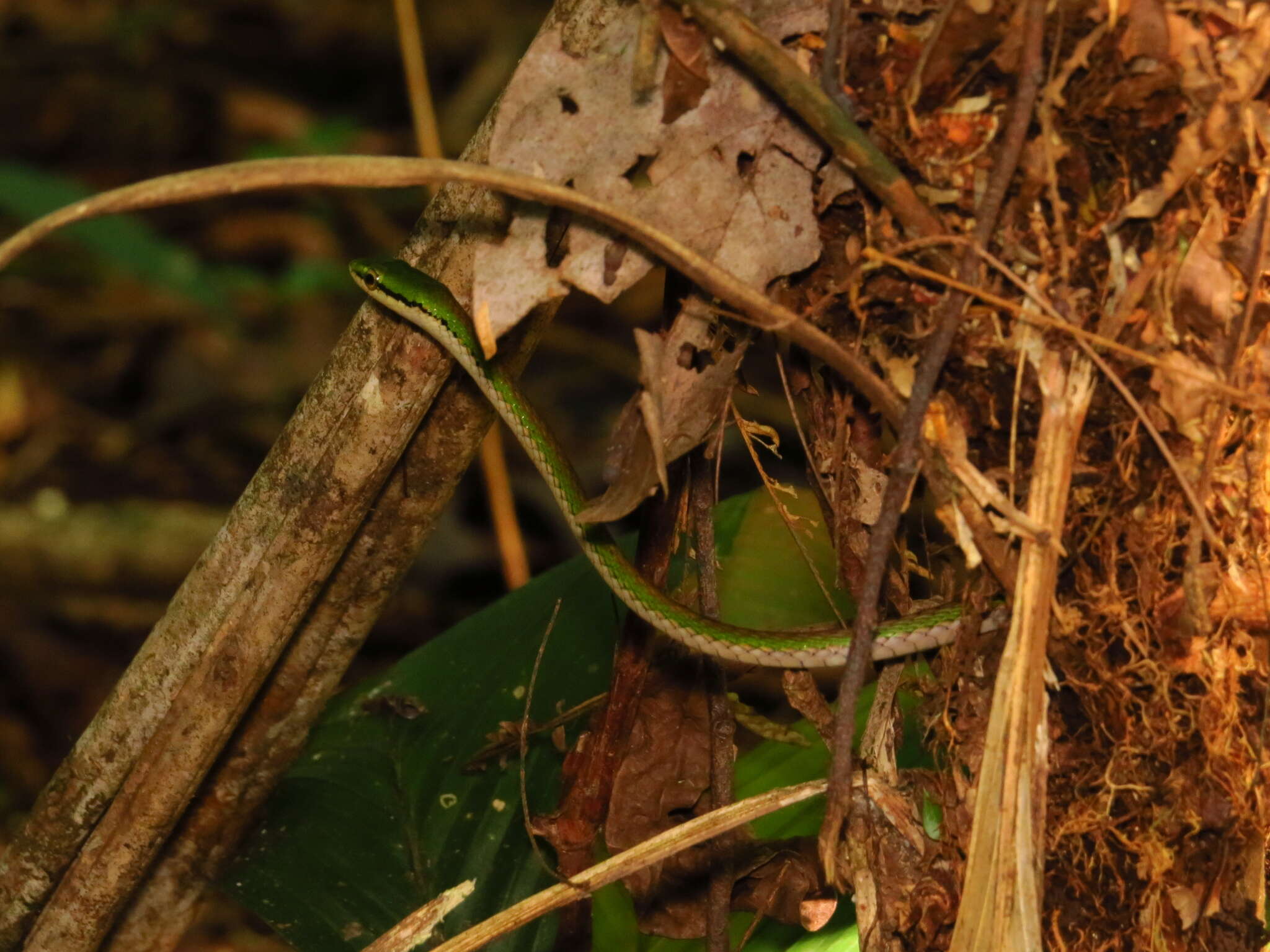 Image of Oliver's Parrot Snake