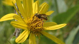 Image of Paranthidium jugatorium lepidum (Cresson 1878)