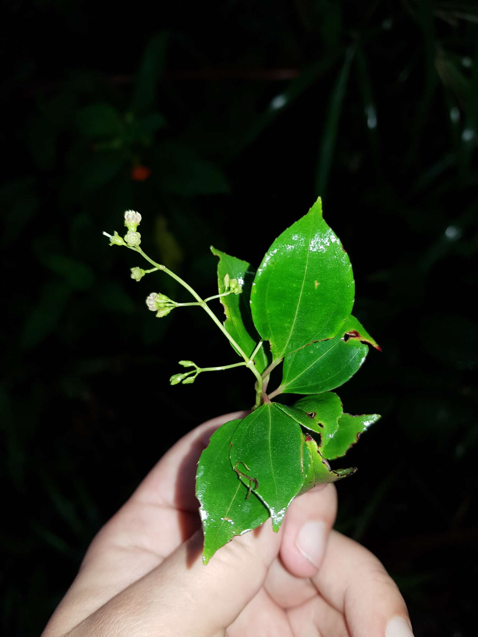 Image of Miconia longibracteata F. Almeda