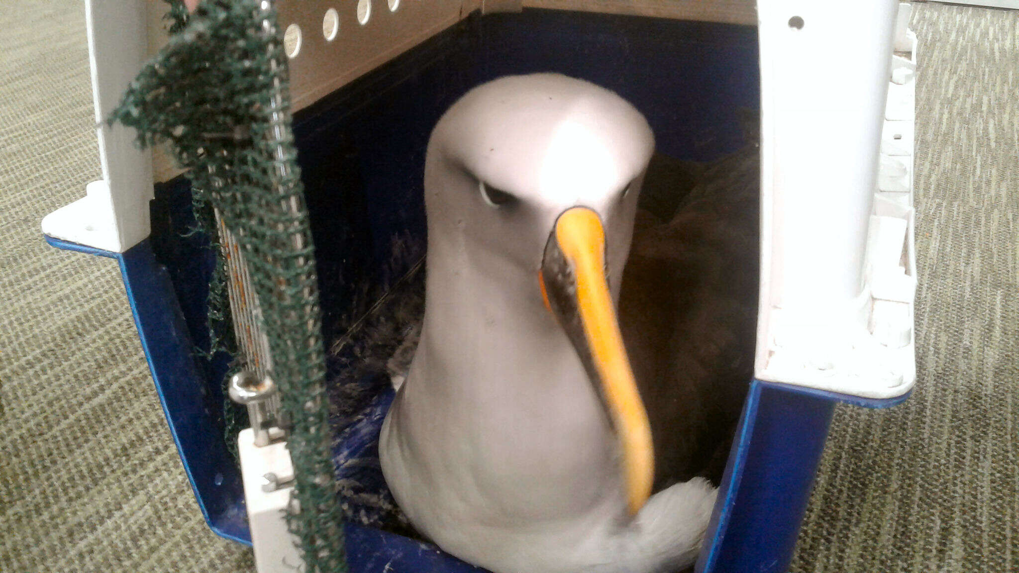 Image of Buller's Albatross