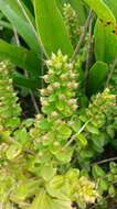 Lysimachia mauritiana Lam. resmi