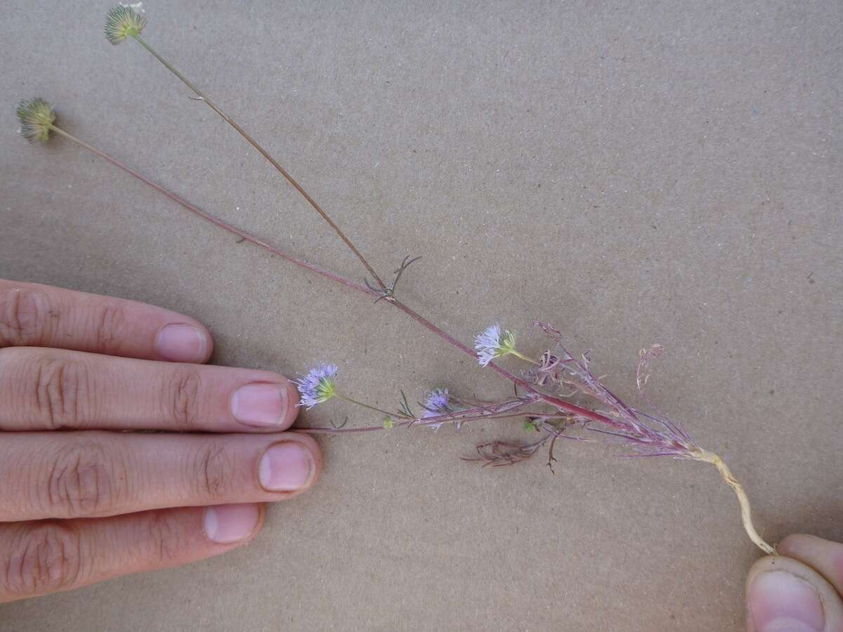 Image of bluehead gilia