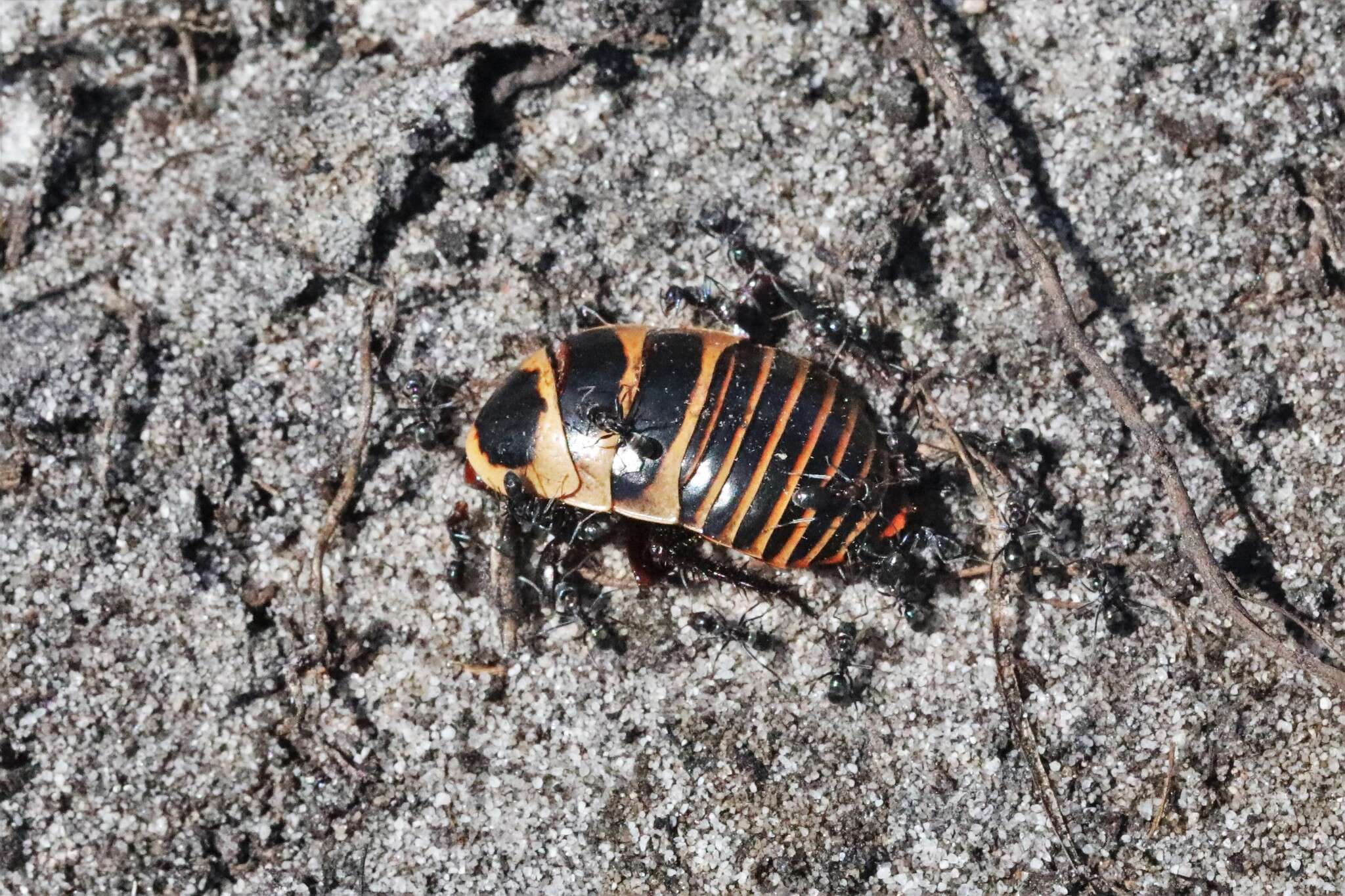 Image of Platyzosteria cingulata Shaw 1922