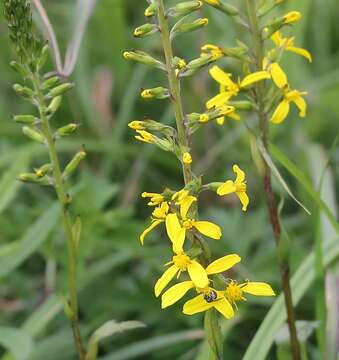 Image of ragwort