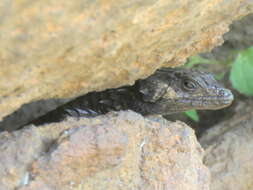 Image of Peers’ Girdled Lizard