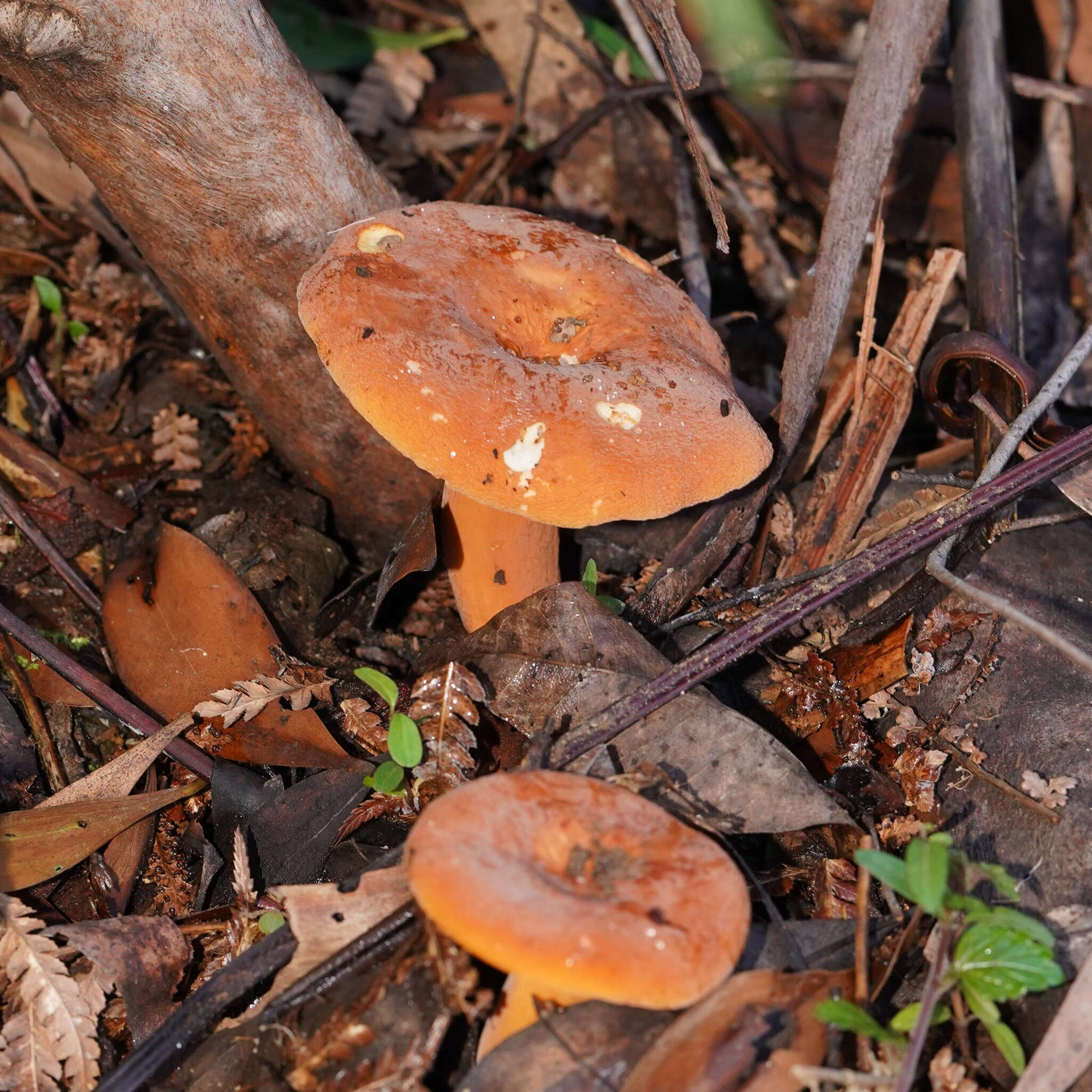 Слика од Lactifluus flocktonae (Cleland & Cheel) T. Lebel 2016