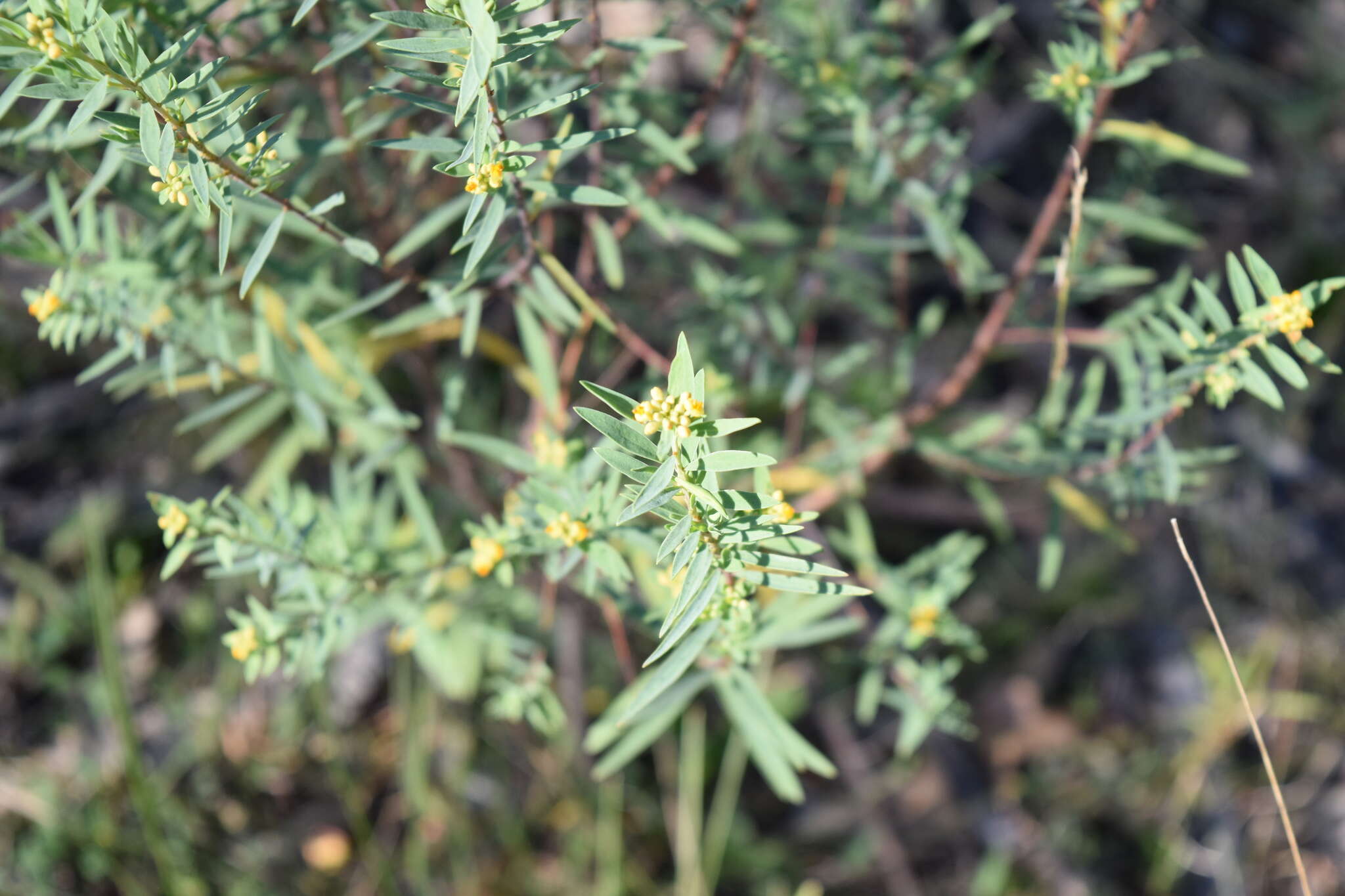 Image of Pimelea neoanglica S. Threlfall