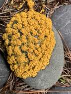 Image of Egg-shell Slime Mould