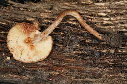 Image of Cystolepiota hetieri (Boud.) Singer 1973