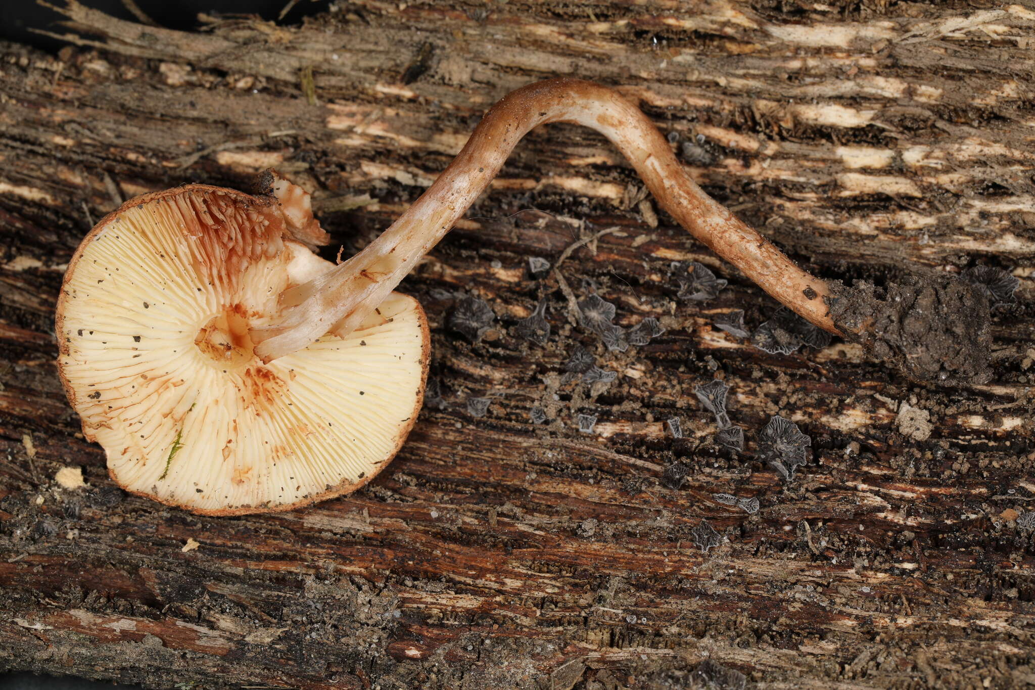 Image of Cystolepiota hetieri (Boud.) Singer 1973