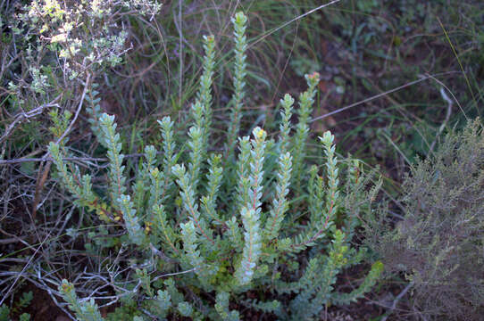 Image of Leucadendron coriaceum Philipps & Hutchinson