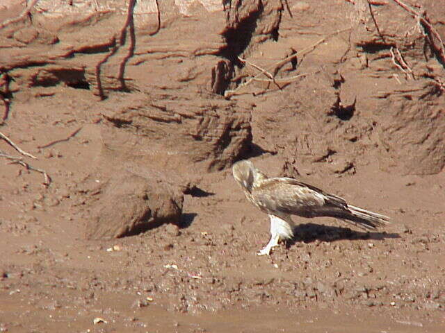 Image of Whistling Kite