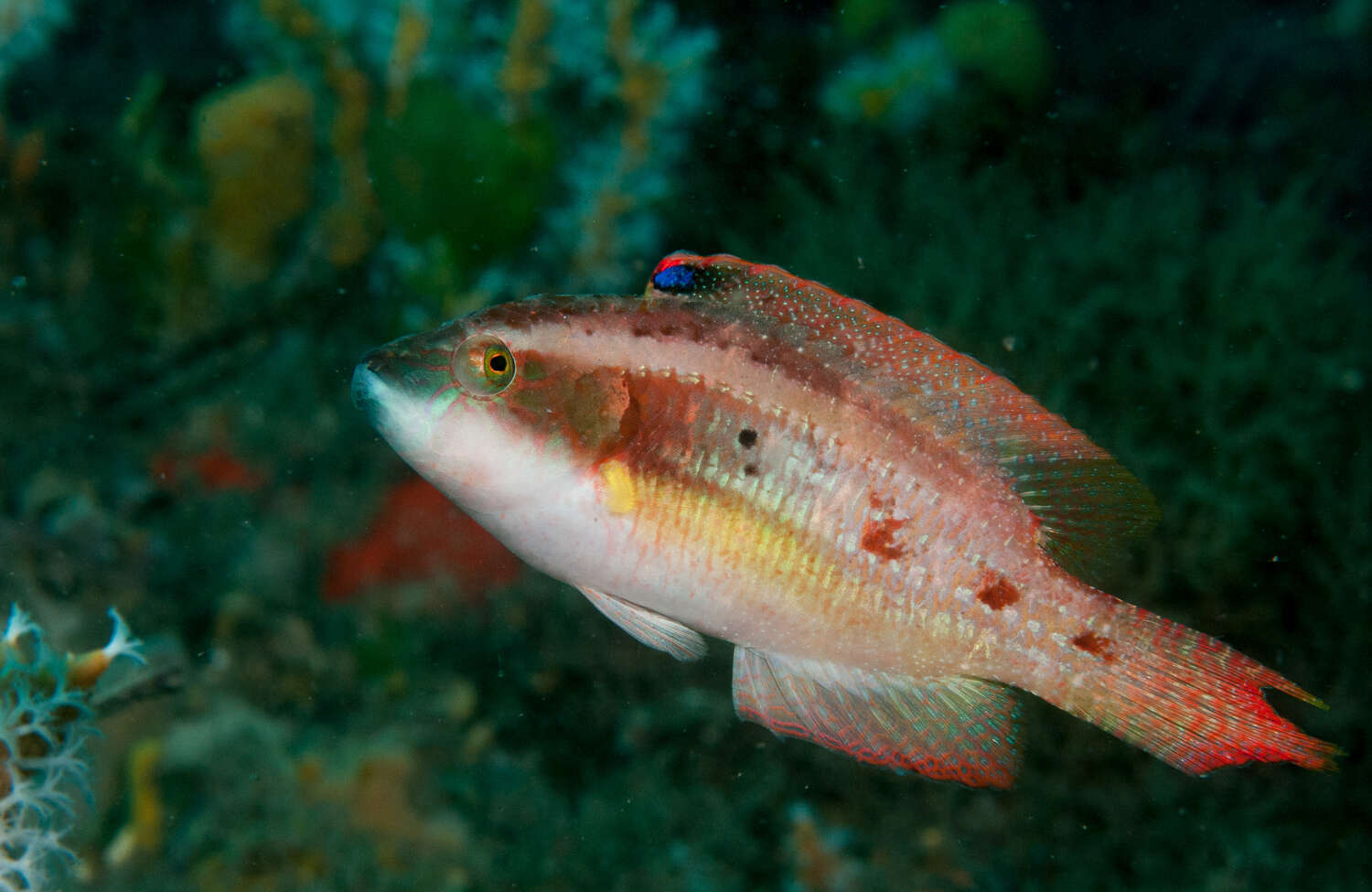 Image of Twospot wrasse