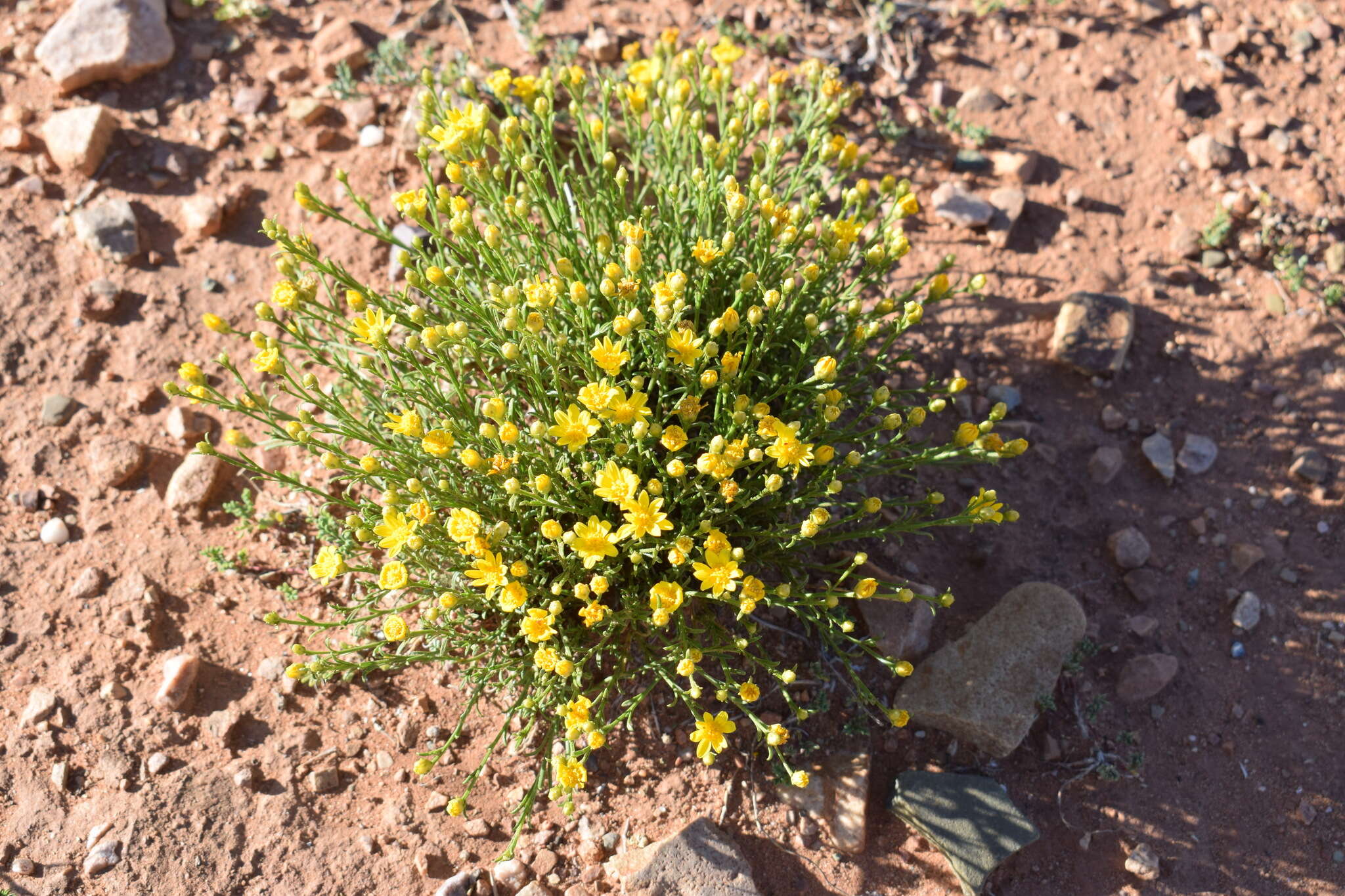 Image of <i>Gutierrezia <i>mandonii</i></i> var. mandonii