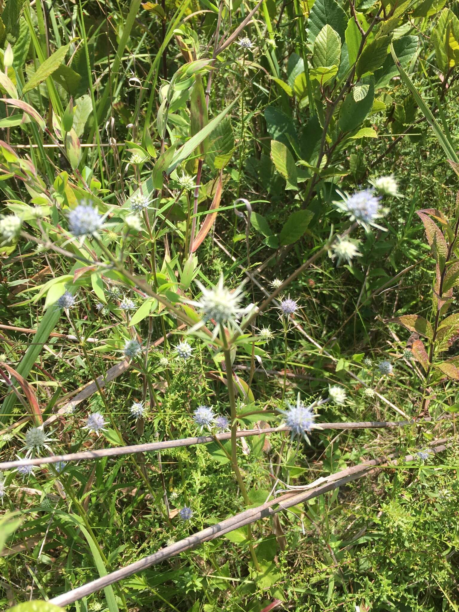 Image de Eryngium integrifolium Walt.