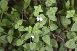 Imagem de Stachys natalensis Hochst.