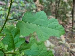 Image of Solanum rubetorum Dun.