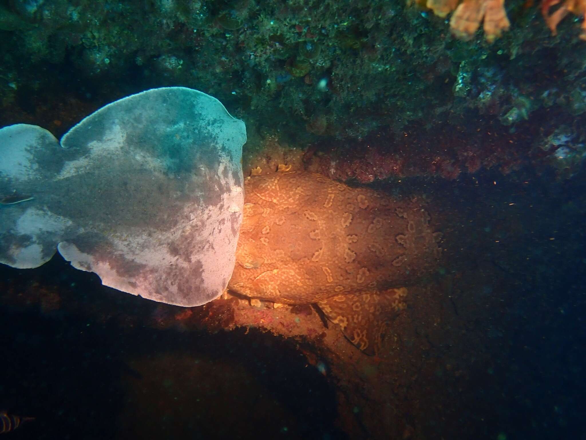 Image of coffin rays