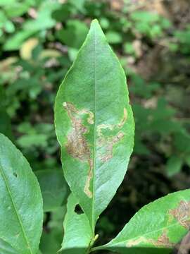 Image of Stigmella prunifoliella (Clemens 1861) Newton et al. 1982