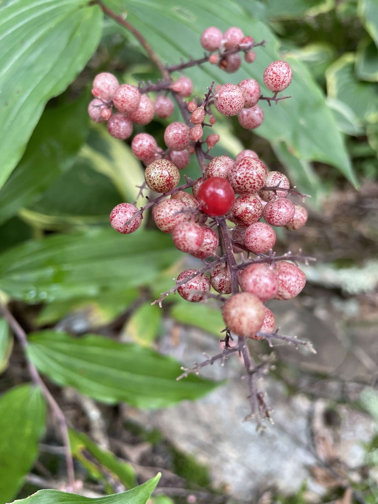 Image of feathery false lily of the valley