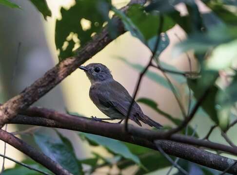 Image of Hainan Blue Flycatcher