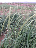 Image of American dunegrass