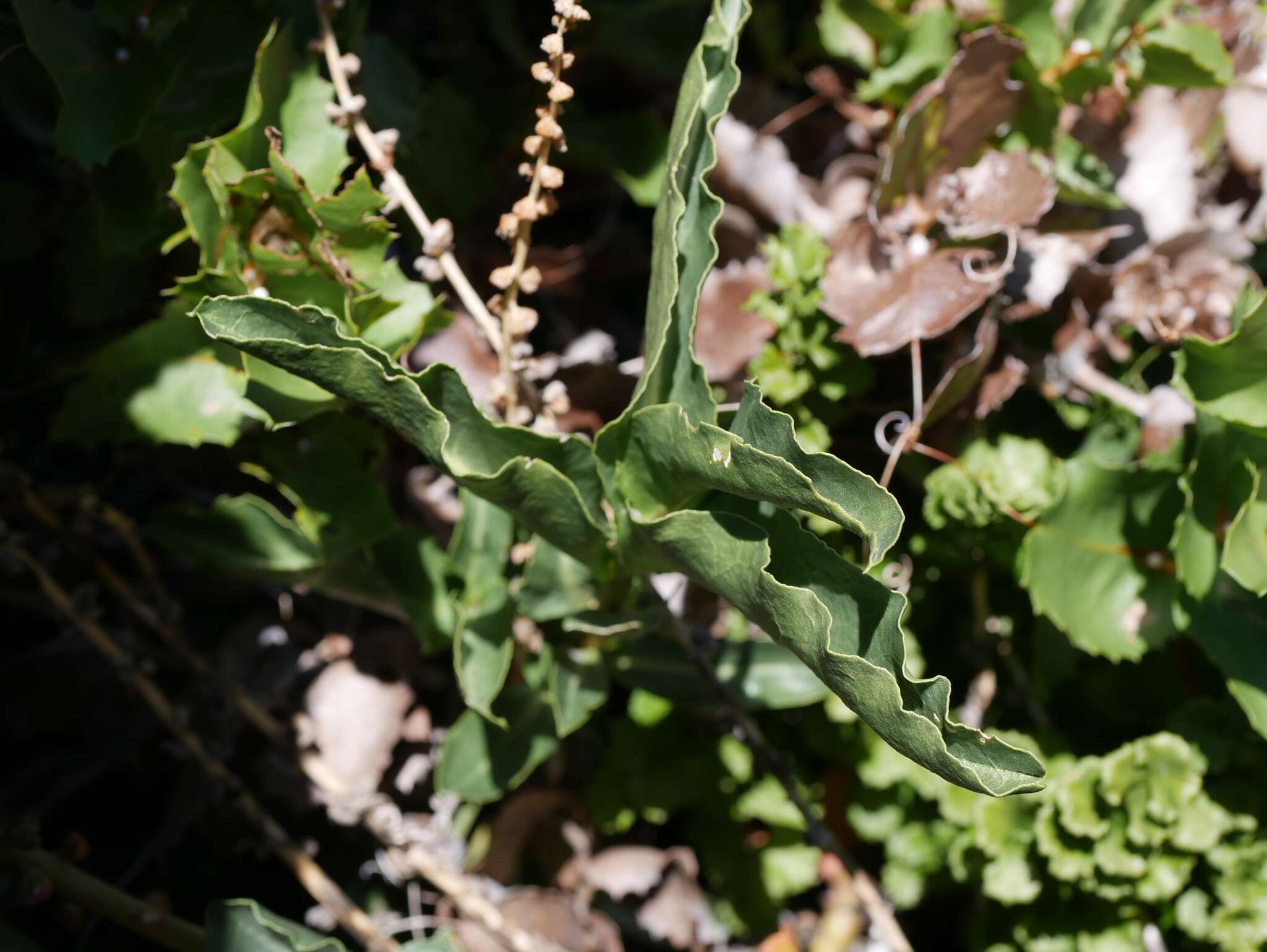 Image of Ercilla spicata (Bertero) Moq.