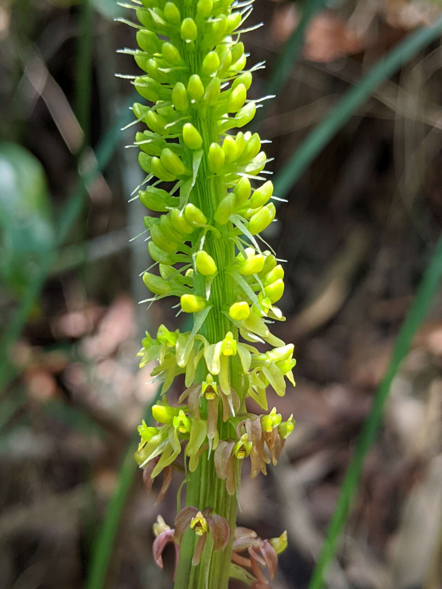 صورة Dienia ophrydis (J. Koenig) Seidenf.