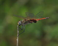 Image of Common Glider