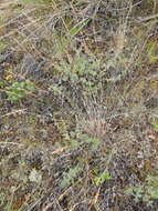 Image de Poa glauca Vahl