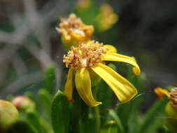 Image of Euryops spathaceus DC.