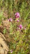 Image of denseflower Indian paintbrush