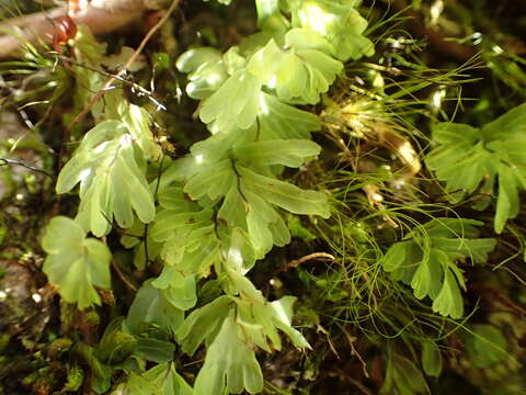 Image de Hymenophyllum rarum R. Br.