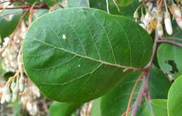 Image of Styrax ferrugineus Nees & Mart.