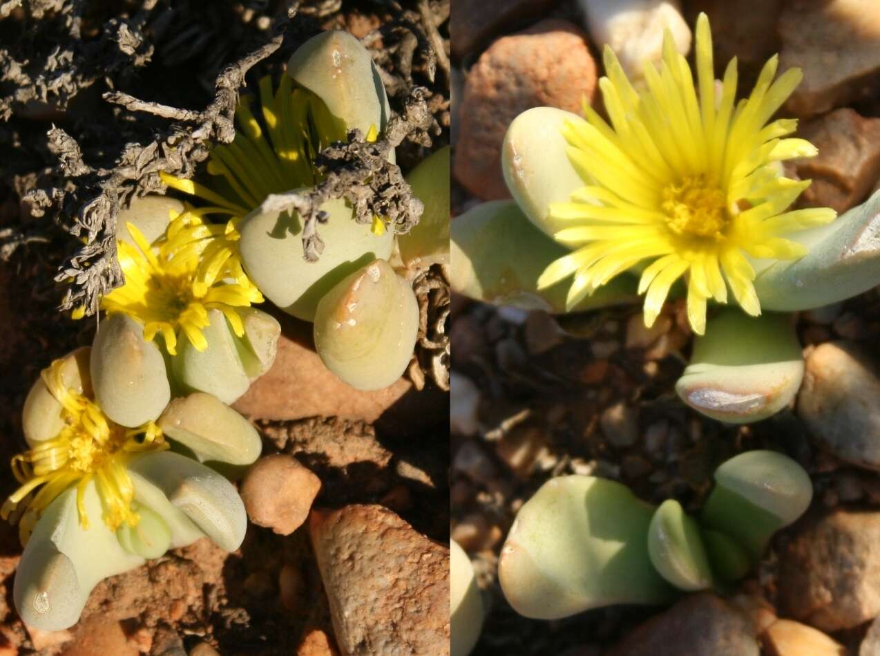 Image of Glottiphyllum suave N. E. Br.