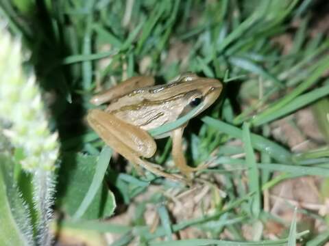 Image of Striped Stream Frog