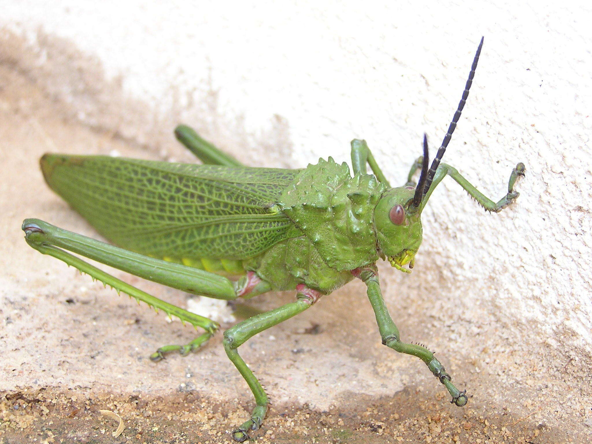 Plancia ëd Phymateus (Phymateus) viridipes subsp. viridipes Stål 1873