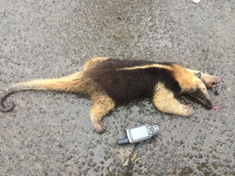 Image of Northern Tamandua