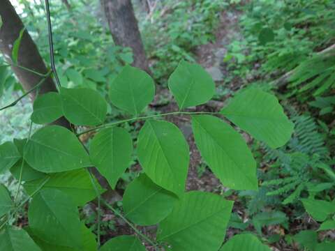 Image of yellowwood