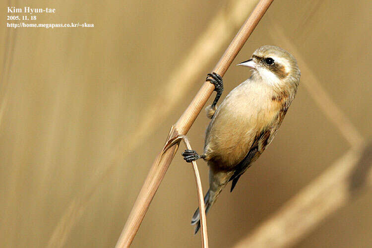 Image of Chinese Penduline Tit