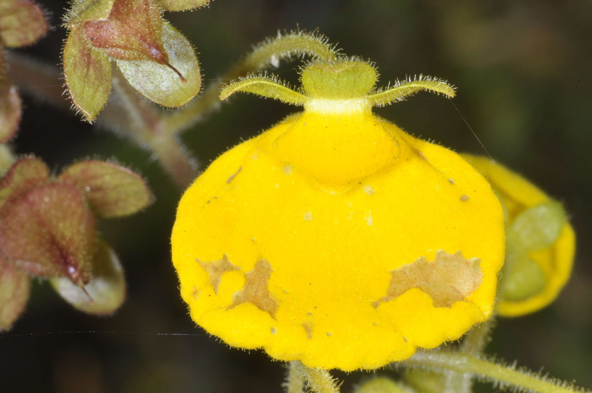 Image of Calceolaria valdiviana Phil.