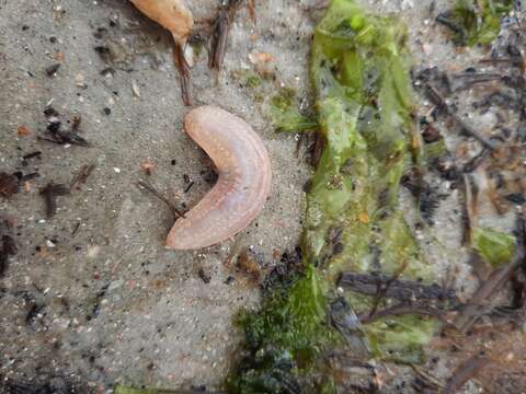 Image of splendid sea cucumber