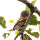 Image of Glaucidium cuculoides deignani Ripley 1948