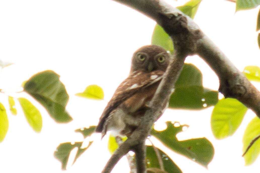 Image of Glaucidium cuculoides deignani Ripley 1948