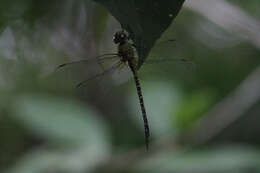 Image of Mangrove Darner