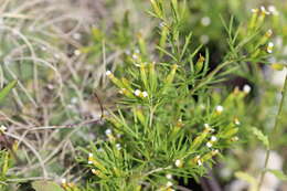 Tagetes filifolia Lag. resmi