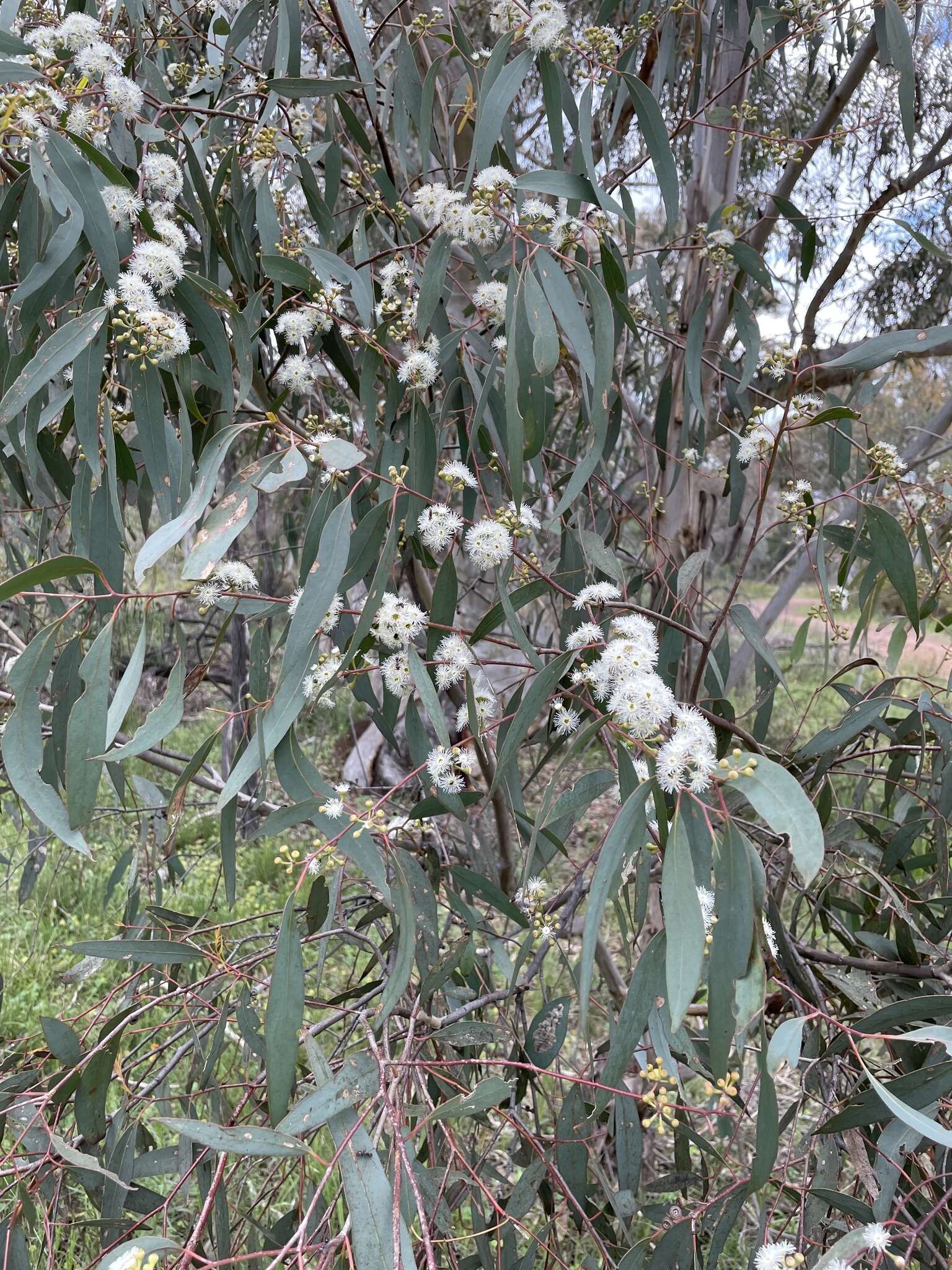 Plancia ëd Eucalyptus pauciflora subsp. pauciflora