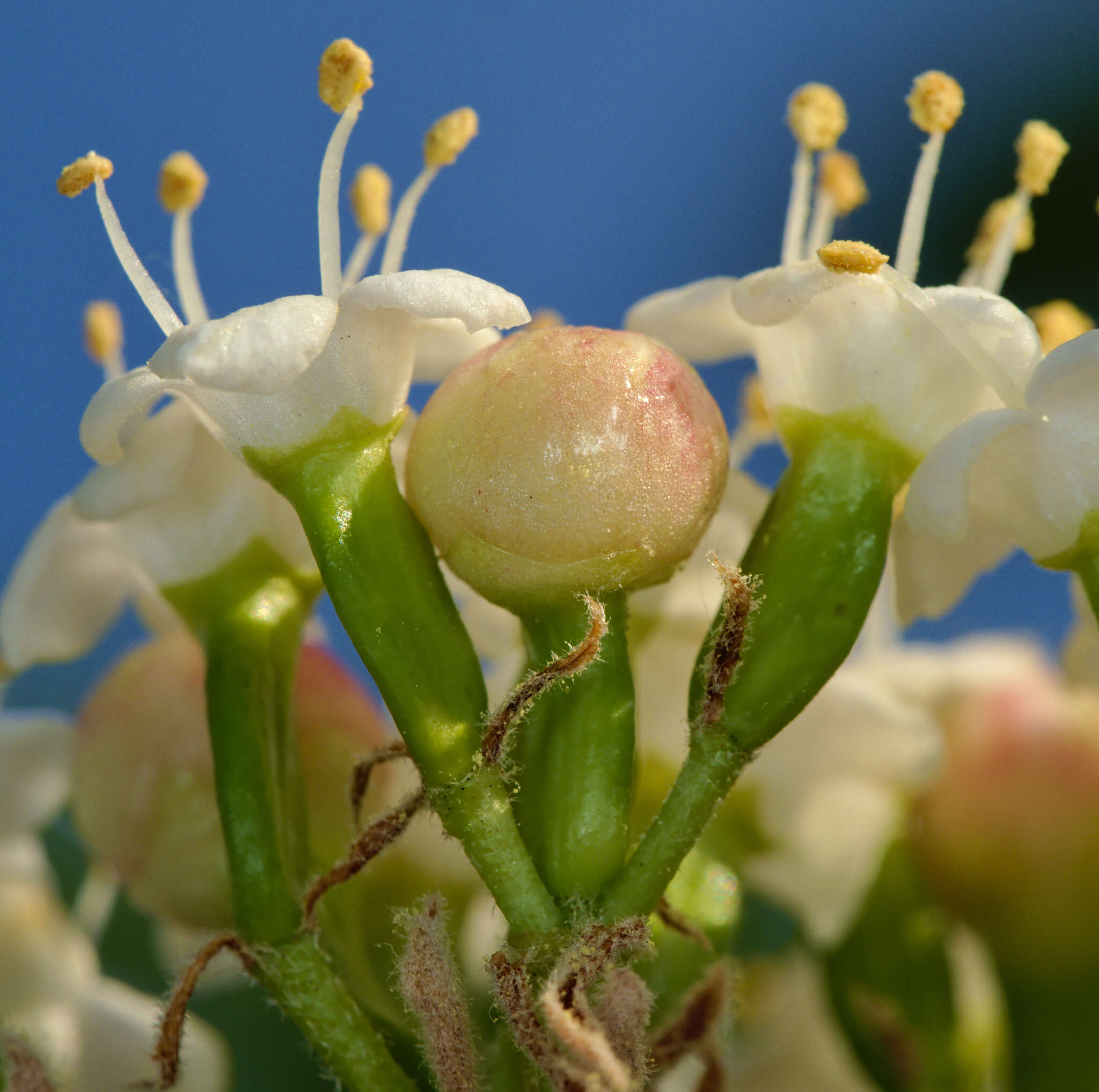 Image of Contarinia viburnorum Kieffer 1913