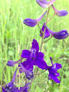 Delphinium patens subsp. patens的圖片